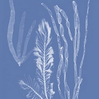 Seaweed Cyanotype IV