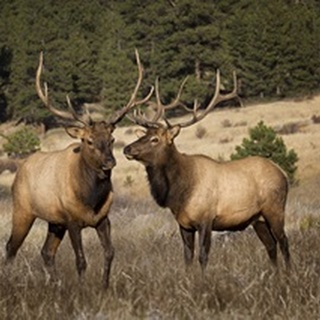 Two Elks II
