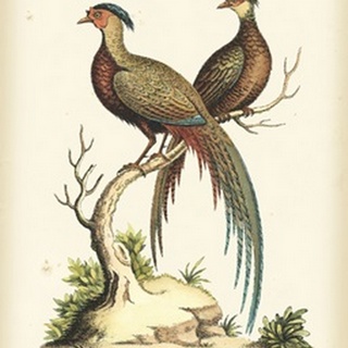 Regal Pheasants II
