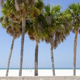 Coastal Palms I