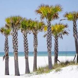 Coastal Palms II