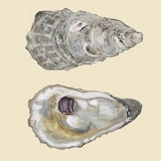 Bivalve Shells IV