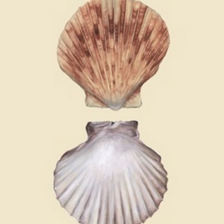Bivalve Shells III