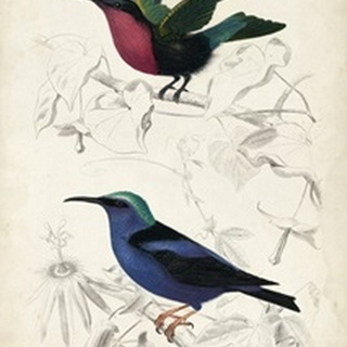 D'Orbigny Birds I