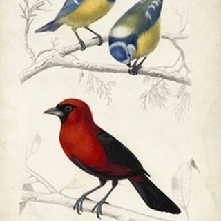 D'Orbigny Birds III