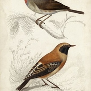D'Orbigny Birds VI