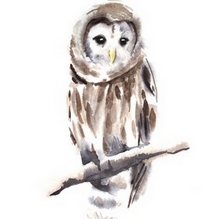 Barred Owl Impressions I