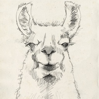 Llama Portrait II
