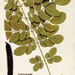Leaf Varieties I