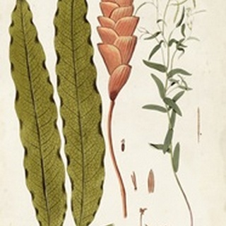 Leaf Varieties VII
