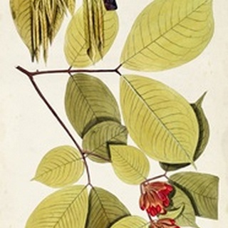 Leaf Varieties II