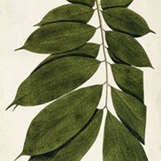 Leaf Varieties III