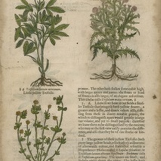 Gardener's Journal III