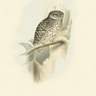 Gould Sparrow Owl