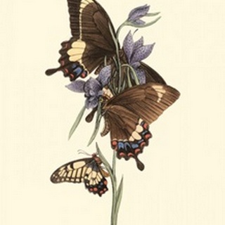 Butterflies and Flora III
