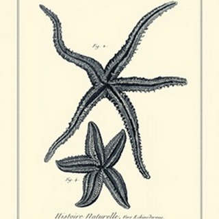 Indigo Starfish II