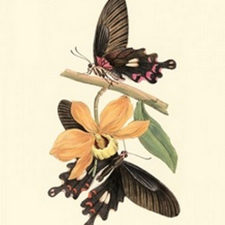 Butterflies and Flora II