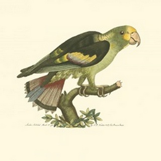 Black-winged Parakeet