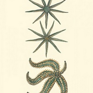 Aquamarine Starfish II