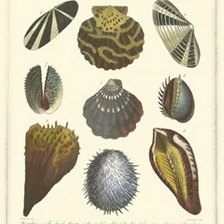 Conchology Collection I