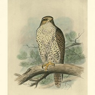 Iceland Falcon
