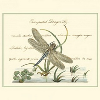Antique Dragonfly II