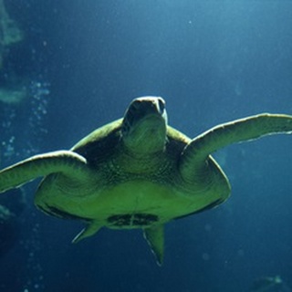 Aegean Sea Turtles II