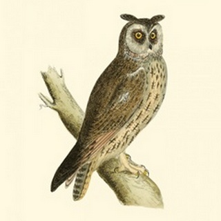 Morris Long Eared Owl