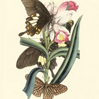 Butterflies and Flora I
