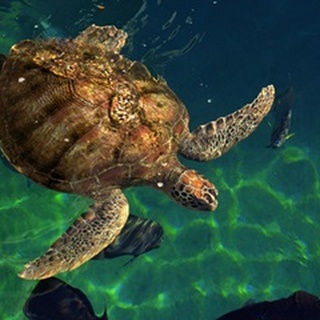 Aegean Sea Turtles III