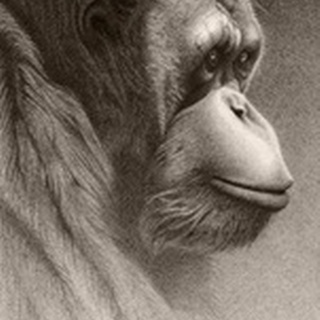 Jo-Jo, the Orangutan