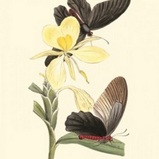 Butterflies and Flora IV