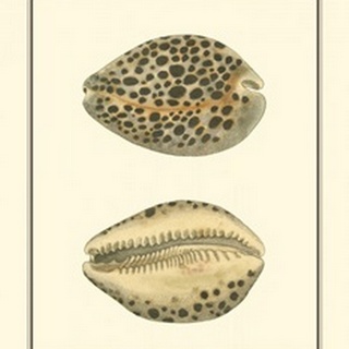 Leopard Cowry Shells