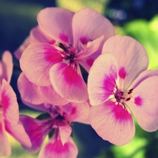 Pink Blossom II