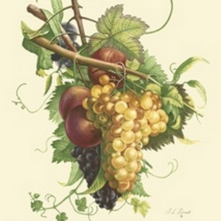 Plentiful Fruits II