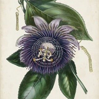 Plum Passion Flower