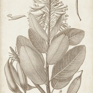 Sepia Exotic Plants I