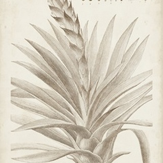 Sepia Exotic Plants III