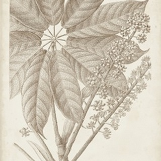 Sepia Exotic Plants V