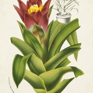 Tropical Bromeliad II