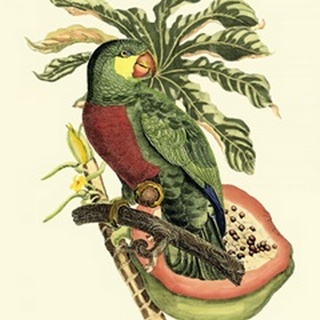 Tropical Birds and Botanicals II