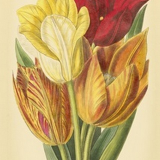 Tulip Array II