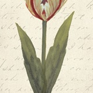 Twin Tulips I