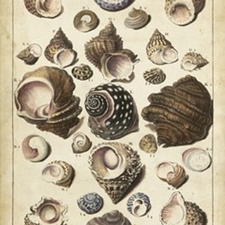 Turban Shells