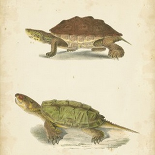 Turtle Duo II