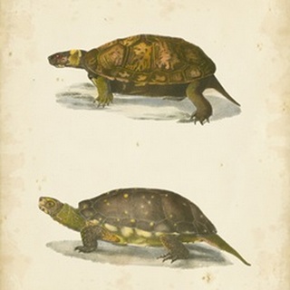 Turtle Duo I