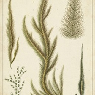 Turpin Seaweed IV