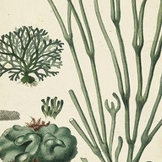 Turpin Seaweed VI