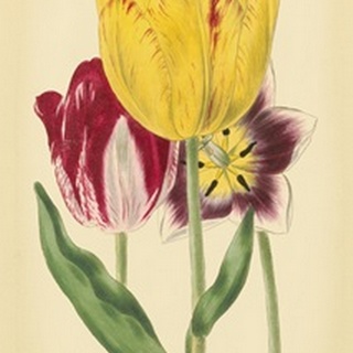 Tulip Array I