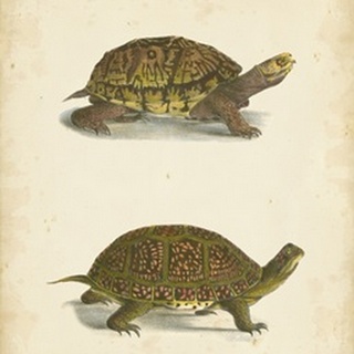 Turtle Duo III